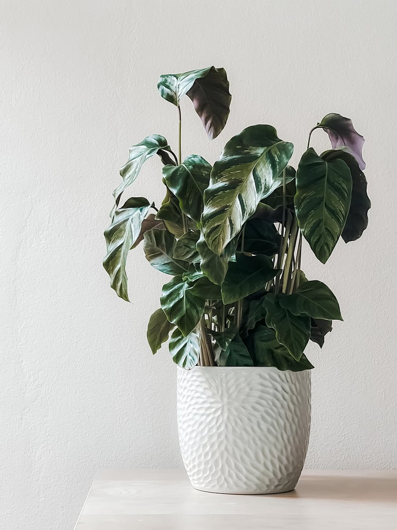 Plant-Based Decor